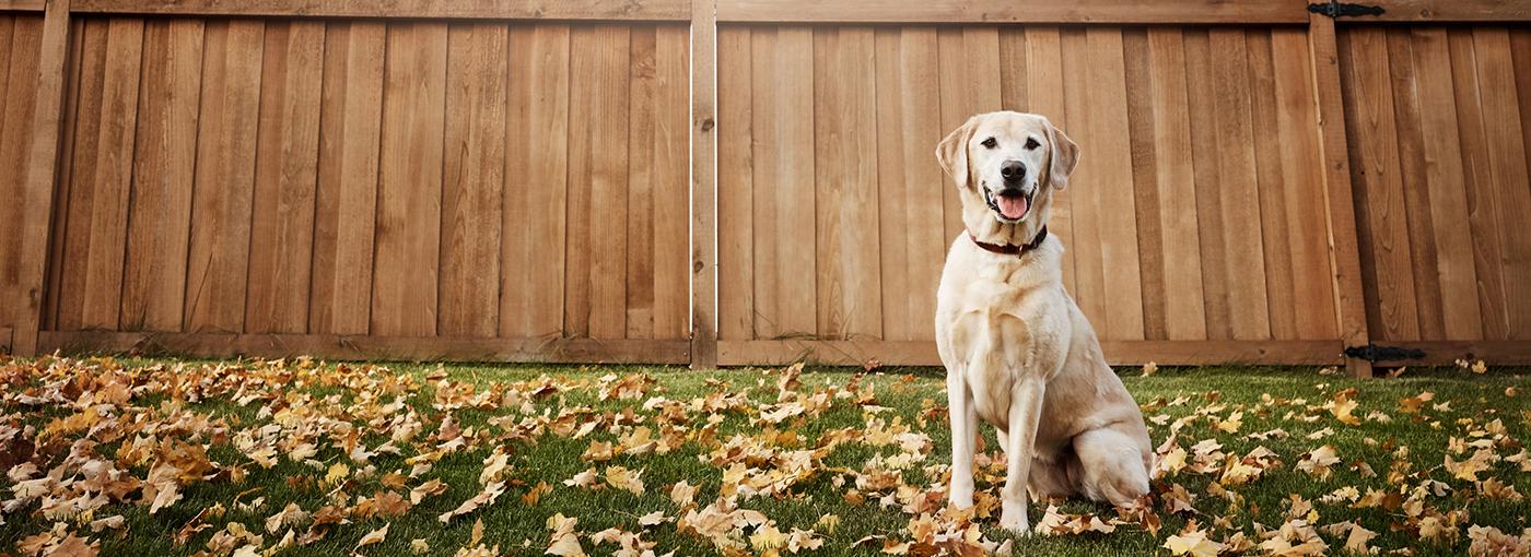Please keep your dogs and our posties safe