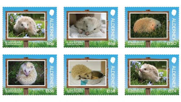 Blonde Hedgehog