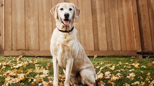 Dog Awareness Image panel